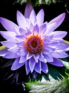 Preview wallpaper lotus, flower, purple, plant