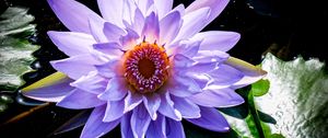 Preview wallpaper lotus, flower, purple, plant