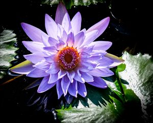 Preview wallpaper lotus, flower, purple, plant