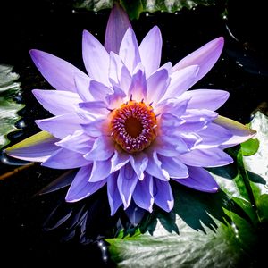 Preview wallpaper lotus, flower, purple, plant