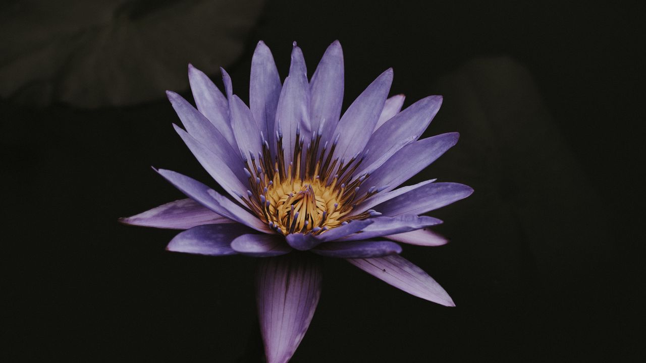 Wallpaper lotus, flower, purple, bloom, closeup