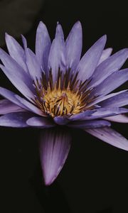 Preview wallpaper lotus, flower, purple, bloom, closeup