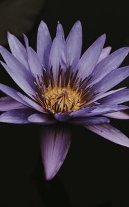 Preview wallpaper lotus, flower, purple, bloom, closeup