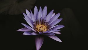 Preview wallpaper lotus, flower, purple, bloom, closeup