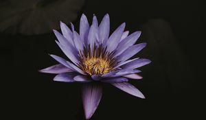 Preview wallpaper lotus, flower, purple, bloom, closeup