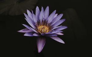 Preview wallpaper lotus, flower, purple, bloom, closeup