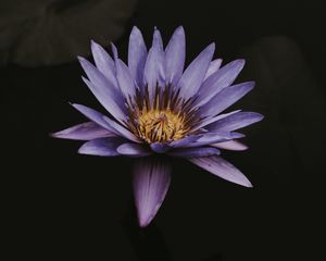 Preview wallpaper lotus, flower, purple, bloom, closeup