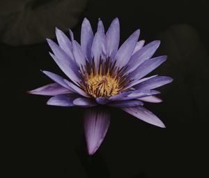 Preview wallpaper lotus, flower, purple, bloom, closeup