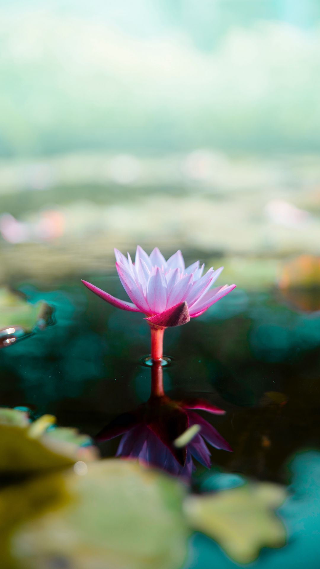 Download wallpaper 1080x1920 lotus, flower, water, pink, blur samsung