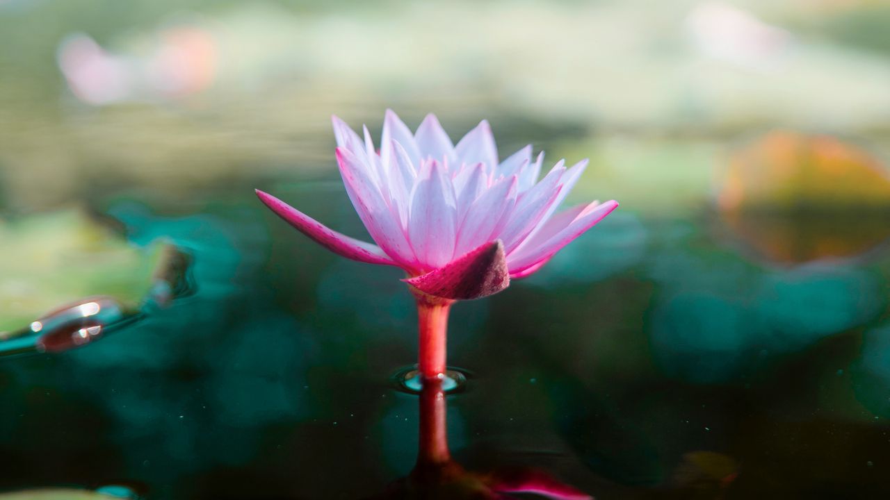 Wallpaper lotus, flower, water, pink, blur