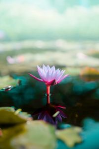 Preview wallpaper lotus, flower, water, pink, blur