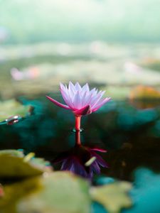 Preview wallpaper lotus, flower, water, pink, blur