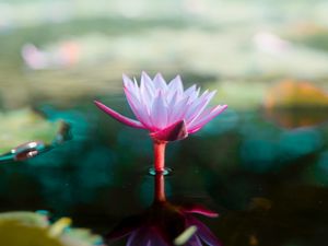 Preview wallpaper lotus, flower, water, pink, blur