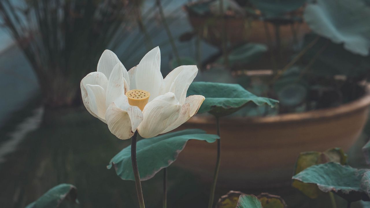 Wallpaper lotus, flower, white, bud, petals, bloom