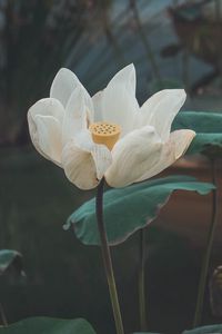 Preview wallpaper lotus, flower, white, bud, petals, bloom