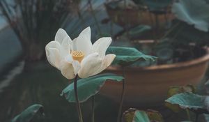 Preview wallpaper lotus, flower, white, bud, petals, bloom
