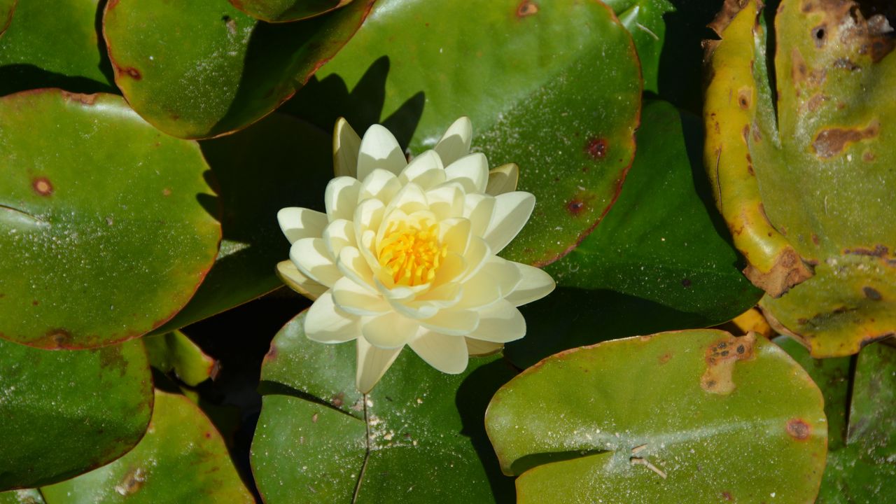 Wallpaper lotus, flower, white, bloom