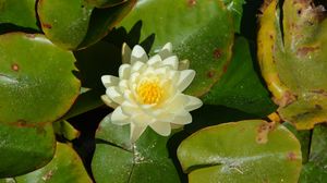 Preview wallpaper lotus, flower, white, bloom