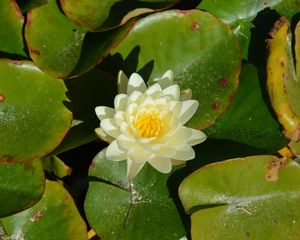 Preview wallpaper lotus, flower, white, bloom