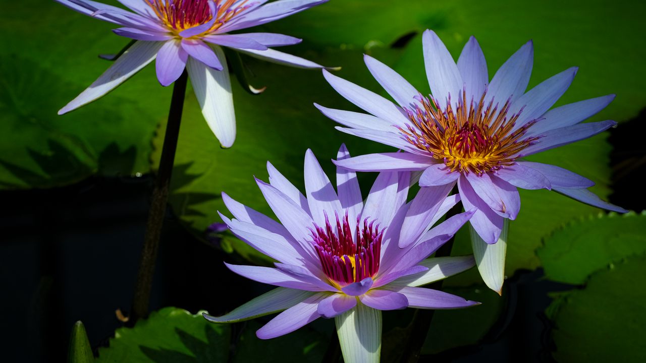 Wallpaper lotus, flowers, petals, water lilies, shadows, leaves hd ...