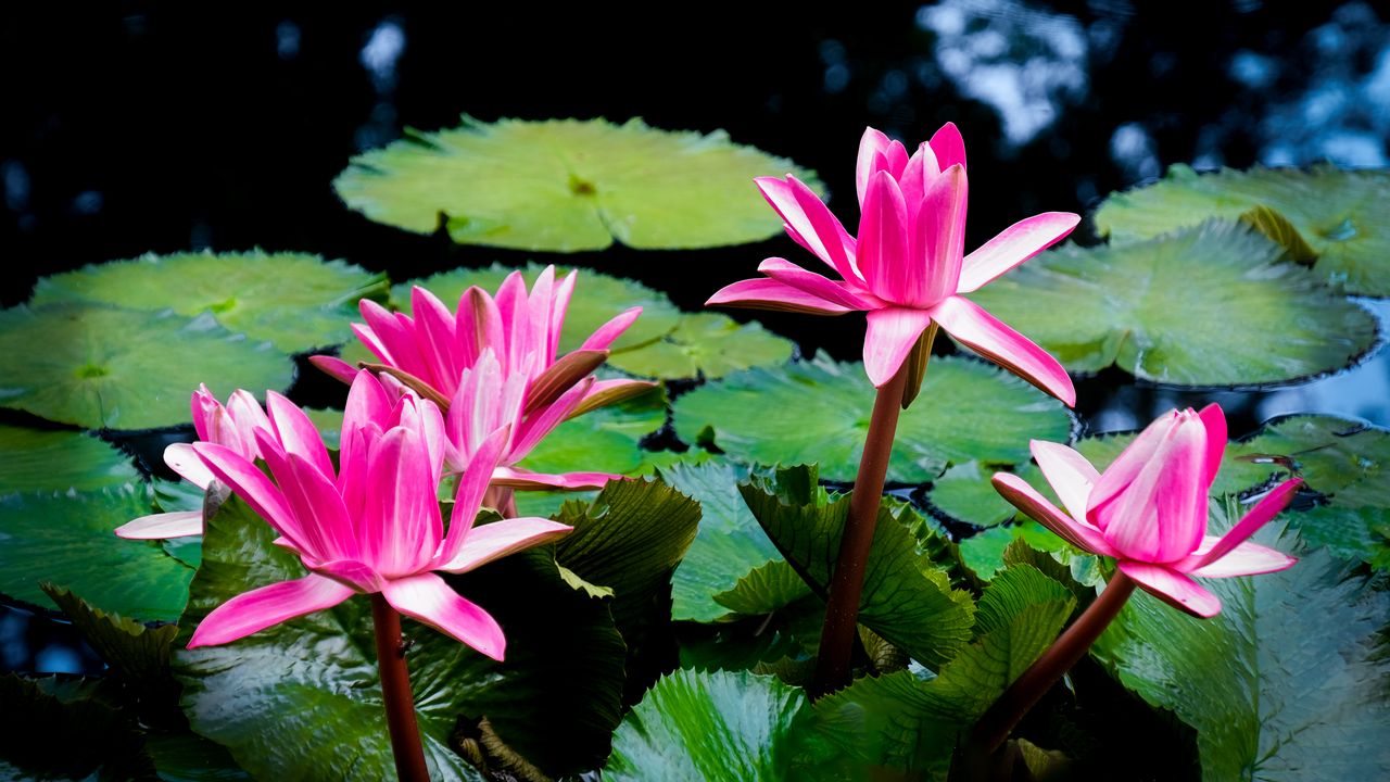 Wallpaper lotus, flowers, petals, pink, leaves, pond