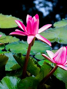 Preview wallpaper lotus, flowers, petals, pink, leaves, pond