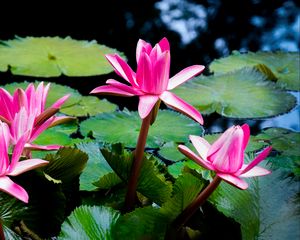 Preview wallpaper lotus, flowers, petals, pink, leaves, pond