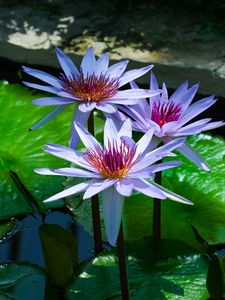 Preview wallpaper lotus, flowers, water lilies, water, nature, leaves