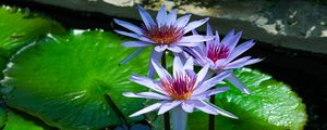 Preview wallpaper lotus, flowers, water lilies, water, nature, leaves