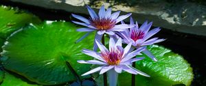 Preview wallpaper lotus, flowers, water lilies, water, nature, leaves