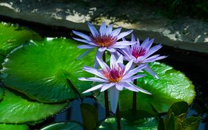 Preview wallpaper lotus, flowers, water lilies, water, nature, leaves