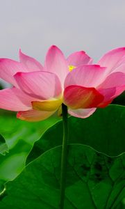 Preview wallpaper lotus, leaf, green, close-up