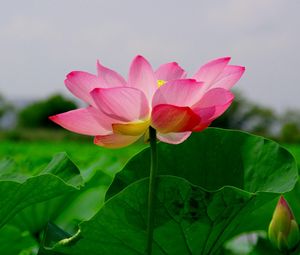 Preview wallpaper lotus, leaf, green, close-up