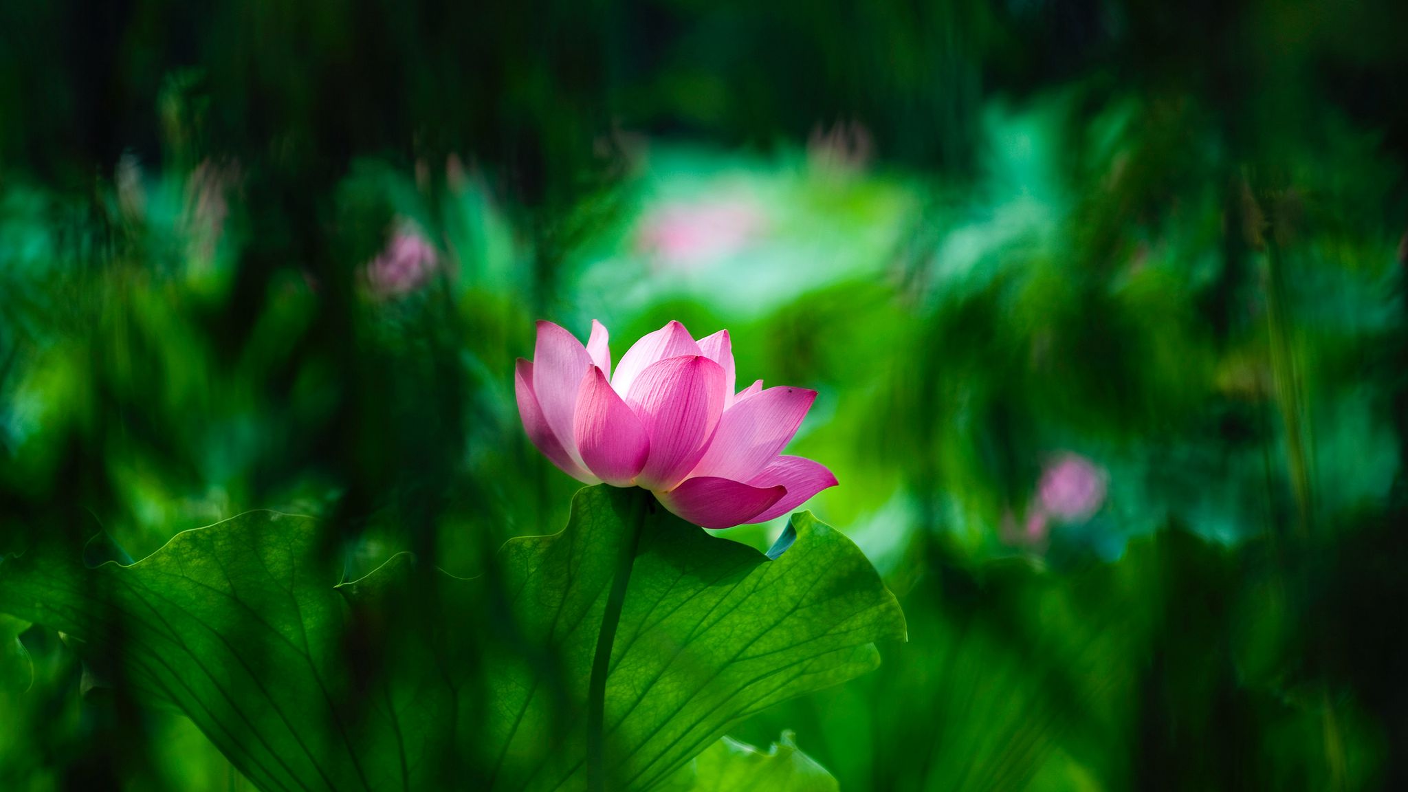2048x1152 Wallpaper lotus, leaves, bloom, blur