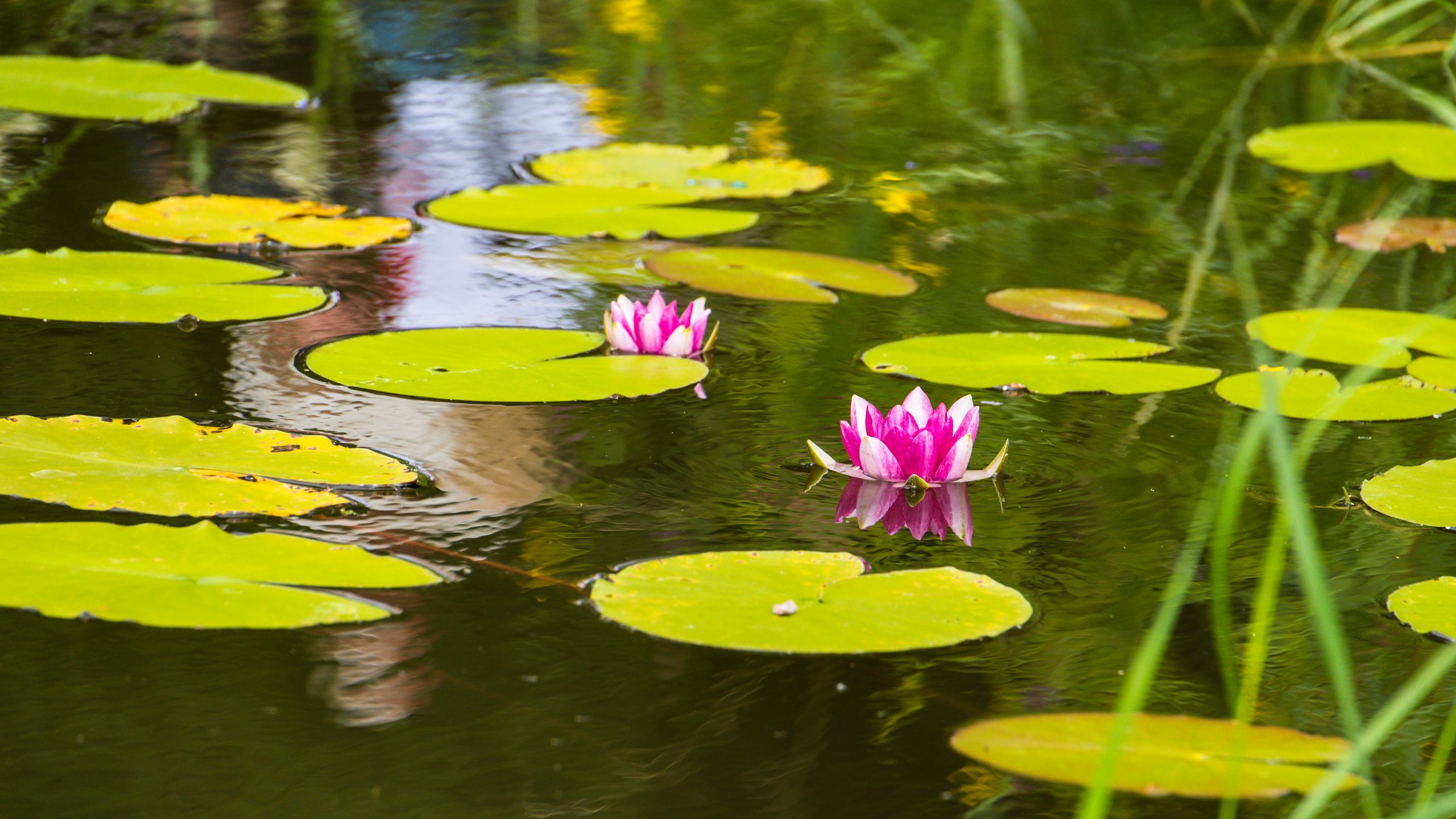 Download wallpaper 2560x1440 lotus, leaves, flowers, body of water ...