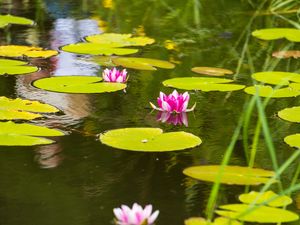 Preview wallpaper lotus, leaves, flowers, body of water