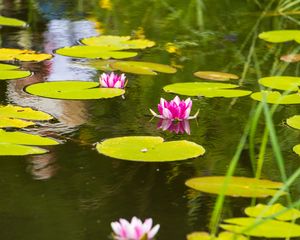 Preview wallpaper lotus, leaves, flowers, body of water