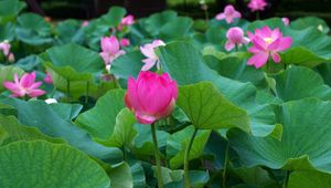 Preview wallpaper lotus, leaves, many, pond
