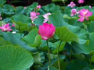 Preview wallpaper lotus, leaves, many, pond