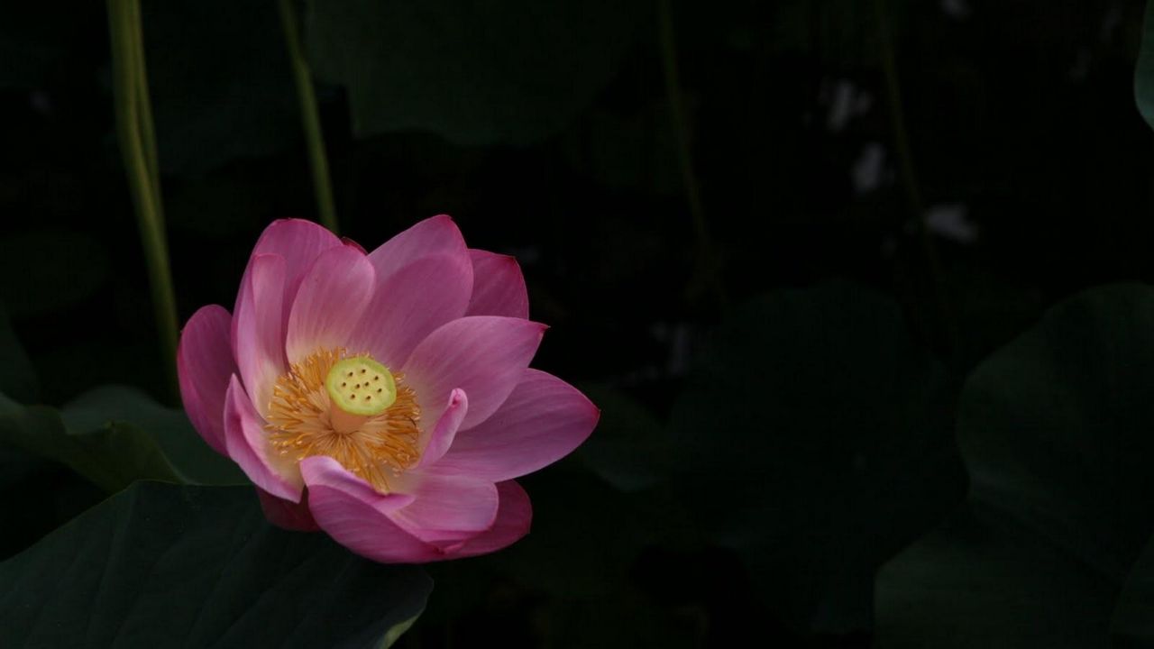 Wallpaper lotus, leaves, night, water