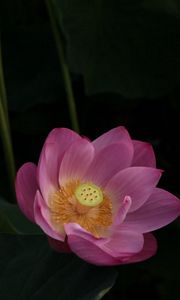 Preview wallpaper lotus, leaves, night, water