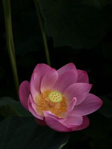 Preview wallpaper lotus, leaves, night, water