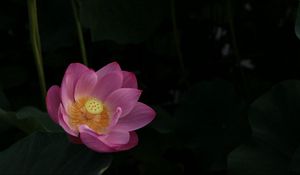 Preview wallpaper lotus, leaves, night, water