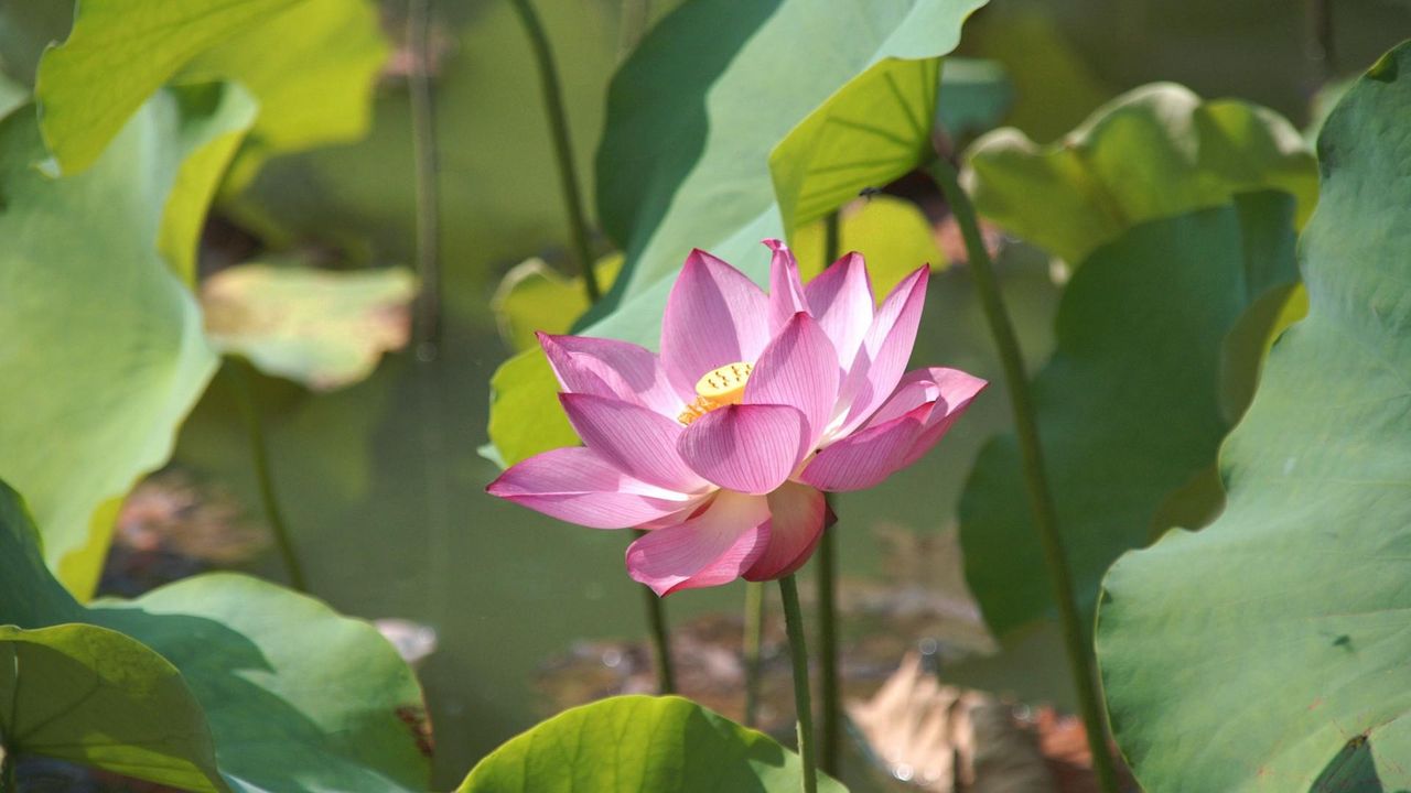 Wallpaper lotus, leaves, pond, greens
