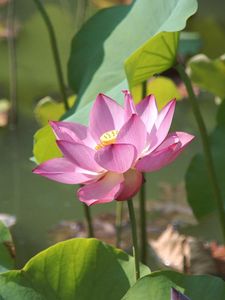 Preview wallpaper lotus, leaves, pond, greens