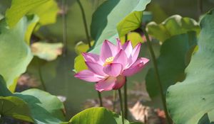 Preview wallpaper lotus, leaves, pond, greens