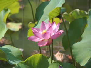 Preview wallpaper lotus, leaves, pond, greens