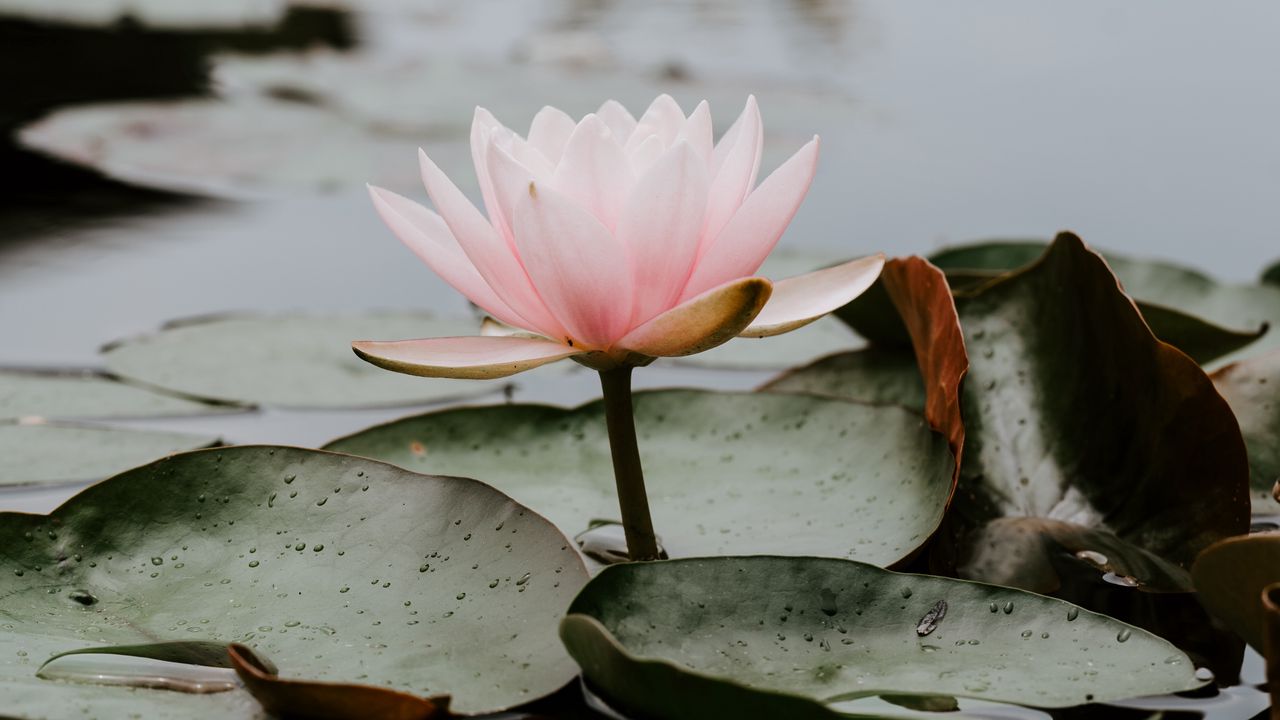 Wallpaper lotus, leaves, water, bloom, pink, drops