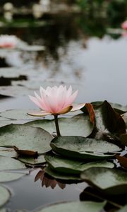 Preview wallpaper lotus, leaves, water, bloom, pink, drops