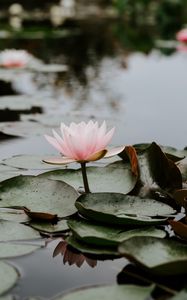 Preview wallpaper lotus, leaves, water, bloom, pink, drops